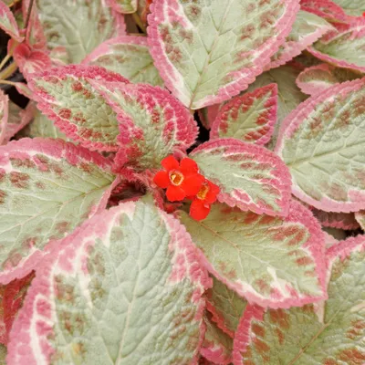 Эписция (Episcia) — описание, выращивание, фото | на LePlants.ru