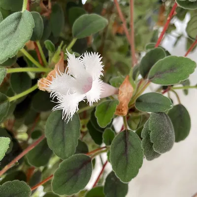 3 Episcia Cupreata Live Flame Violet Plant Indoors/Outdoors Flowers All  Year | eBay