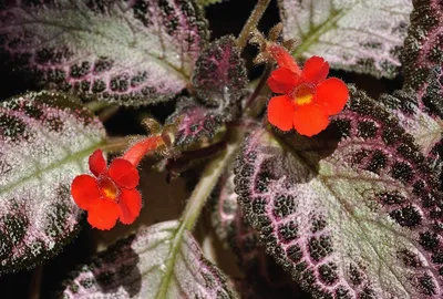 Episcia dianthiflora - Großräschener Orchideen