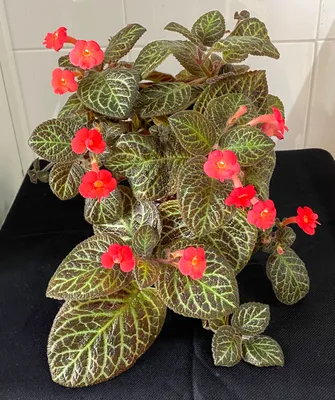 Episcia Cupreata | Iya's Garden