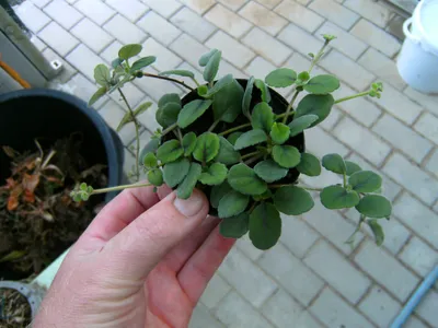 Episcia Yellow (Hanging) All Time Flowering Live Plant