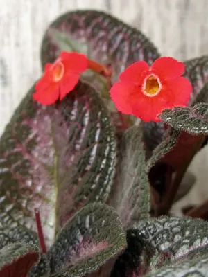 Episcia 'Karlyn' | Gesneriad Reference Web