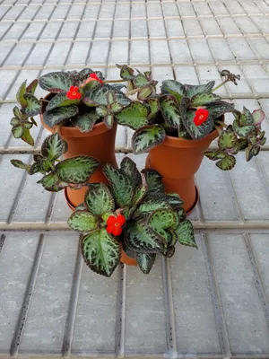 Episcia reptans (Acajou, Cyrtudeira, Flame, Flame African Violet, Flame  Violet, Frosty, Lady Lou, Moss agate, Red African Violet) | North Carolina  Extension Gardener Plant Toolbox