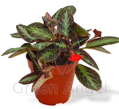 Episcia suomi - BEGONIASYMAS.COM