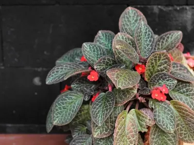 Flame violet (Episcia cupreata) 'Silver Queen' flower Stock Photo - Alamy