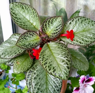 Episcia 'Suomi' - Everblooming Houseplants