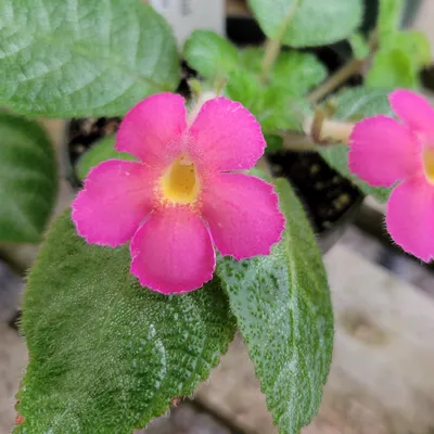 Episcia - The Green Corner