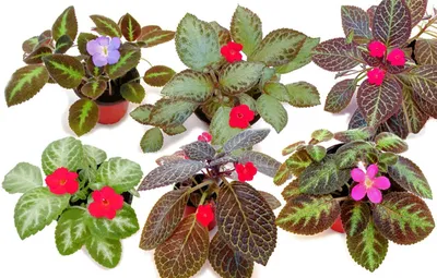 EPISCIA · Plants living their best lives