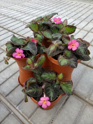 Episcia cupreata