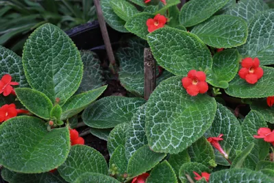 Episcia Pink Shimmer Valley - GrowJungle.com