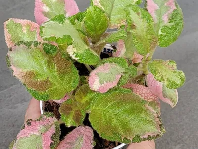 Episcia cupreata 'Slinky Pink' – Carter and Holmes Orchids