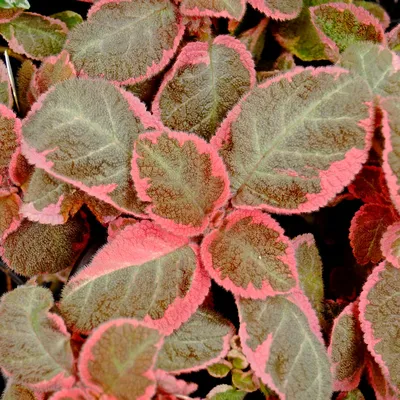 2” Episcia Pink Smoke – Angie's Planties