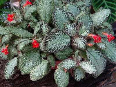 Эписция (Episcia) 'Pixie Dust'