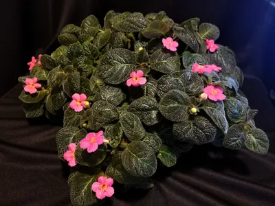 Green Thumb x - Origin of Episcia Cleopatra Episcia... | Facebook