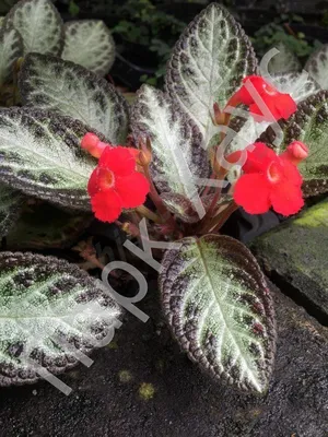 Episcia Cupreata Red (Hanging) All Time Flowering Live Plant