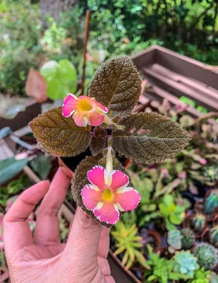 Episcia 'Picasso' - Tropics @Home