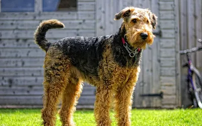 Обои для рабочего стола Эрдельтерьер собака Welsh Terrier Животные