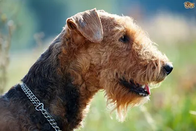 Эрдельтерьер (фото): преданный друг и бесстрашный охранник - Kot-Pes |  Airedale terrier, Dog breed info, Airedale terrier puppies