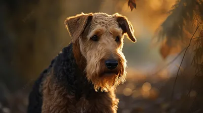 Эрдельтерьер (Airedale Terrier) - порода очень умная, смелая и игривая.  Фото, описание и отзывы о собаке.