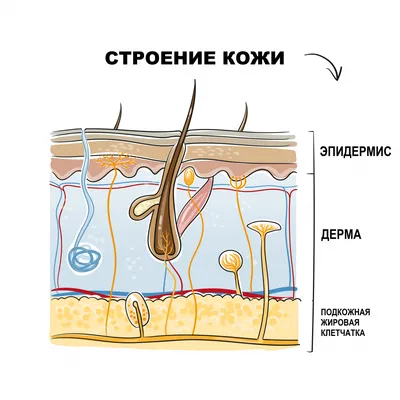 Красные пятна на теле | причины появления пятен на коже, лечение,  диагностика и профилактика