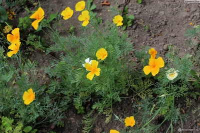 Эшшольция калифорнийская (Eschscholzia californica) - «Символ Калифорнии -  эшшольция. Лучшие сорта. Уход и агротехника. » | отзывы