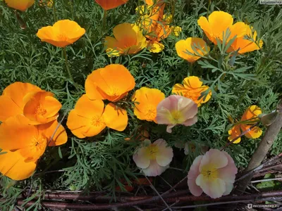 Эшшольция калифорнийская (Eschscholzia californica) - «Красота без ухода -  фото» | отзывы