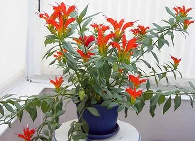 Эсхинантус | Выращивание орхидей, Цветущие кустарники, Полив растений
