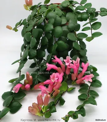 Эсхинантус (Aeschynanthus) Thai Pink купить в интернет-магазине | Другие  растения (кислица, кампанула, эсхинантус и другие)