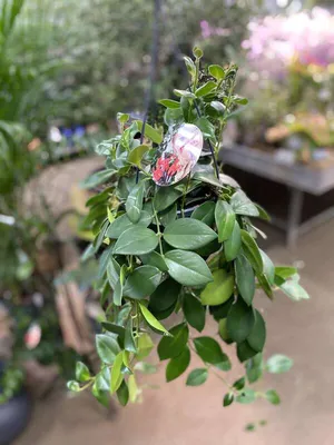 Купить растение Эсхинантус 'Flearly Mona Lisa' в питомнике Цитрус Микс |  Растения высокого качества