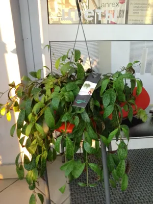 Эсхинантус (Aeschynanthus) 12 см купить в Ижевске