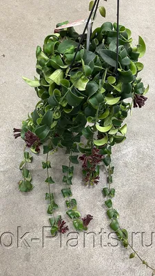 Эсхинантус Раста подвес – купить, уход, цена в интернет-магазине комнатных  растений.