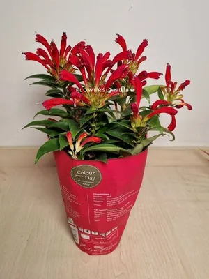 Эсхинантус (жарптица) — купить в Красноярске. Горшечные растения и  комнатные цветы на интернет-аукционе Au.ru