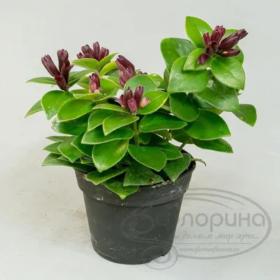 Эсхинантус Раста подвесной -купить, цена, фото в интернет-магазине  комнатных растений.