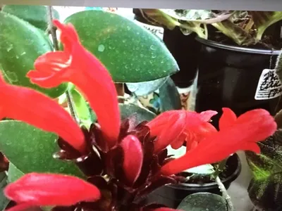 Цветущее растение Эсхинантус микс ø11 h15-25 см по цене 777 ₽/шт. купить в  Твери в интернет-магазине Леруа Мерлен
