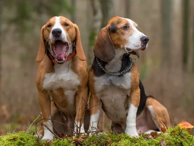 Эстонская гончая: стандарты 🐕 породы, особенности содержания - ГульДог