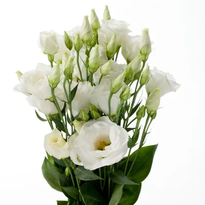 Eustoma - Wikipedia