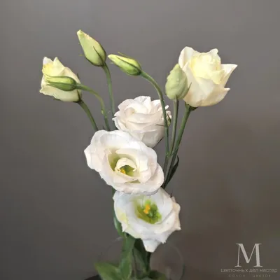 Eustoma - Wonderland Botanicals