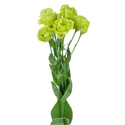 Eustoma - Wonderland Botanicals | Lisianthus flowers, Most beautiful  flowers, Calyx flowers