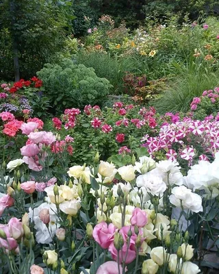 EIN on Instagram: “Июль - время эустомы и петунии! #эустома #eustoma  #lisianthus #лизиантус #сад #garden #mygarden #inthegarden #flowerphot… |  Петунии, Клумбы, Розы