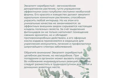 Эфирное масло Mirrolla \" эвкалипт \" 10мл - купить в интернет-магазине  Улыбка радуги