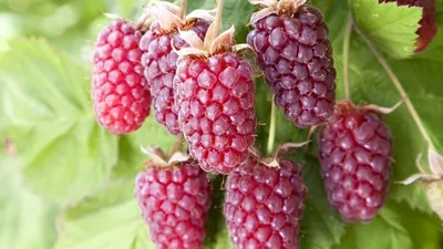 Высокого качества Ежемалина Марионберри (Marionberry) от питомника \"BioСад\"  - 1564903099