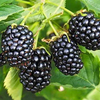 Ежевика (Rubus fruticosus)