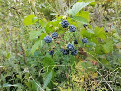 ежевика на кусте, фото кустов ежевики фон картинки и Фото для бесплатной  загрузки