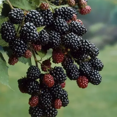 Ежевика (Rubus fruticosus)