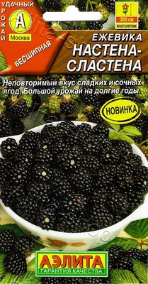 Купить саженцы Ежевика Небеса могут подождать с доставкой! | Florali-Flor