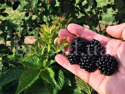 Ежевика: 20 удивительных фактов об этой невероятно полезной и вкусной ягоде  | Дегустационное Бюро | Дзен