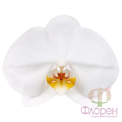 Фаленопсис Манхэттен (Phalaenopsis Manhattan) — купить в интернет-магазине  Ангелок