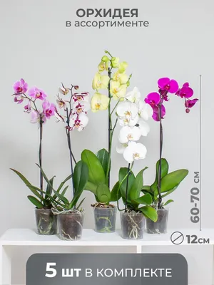 Орхидея Phalaenopsis Generation (отцвел)