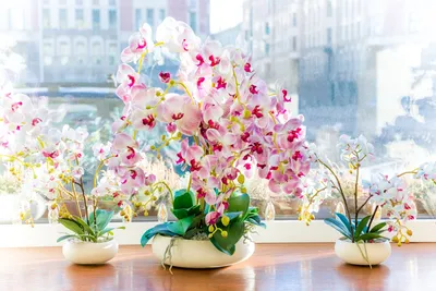 Phalaenopsis aphrodite - Wikispecies