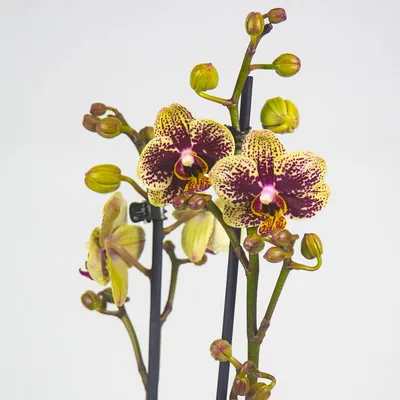 Phalaenopsis - Wikipedia